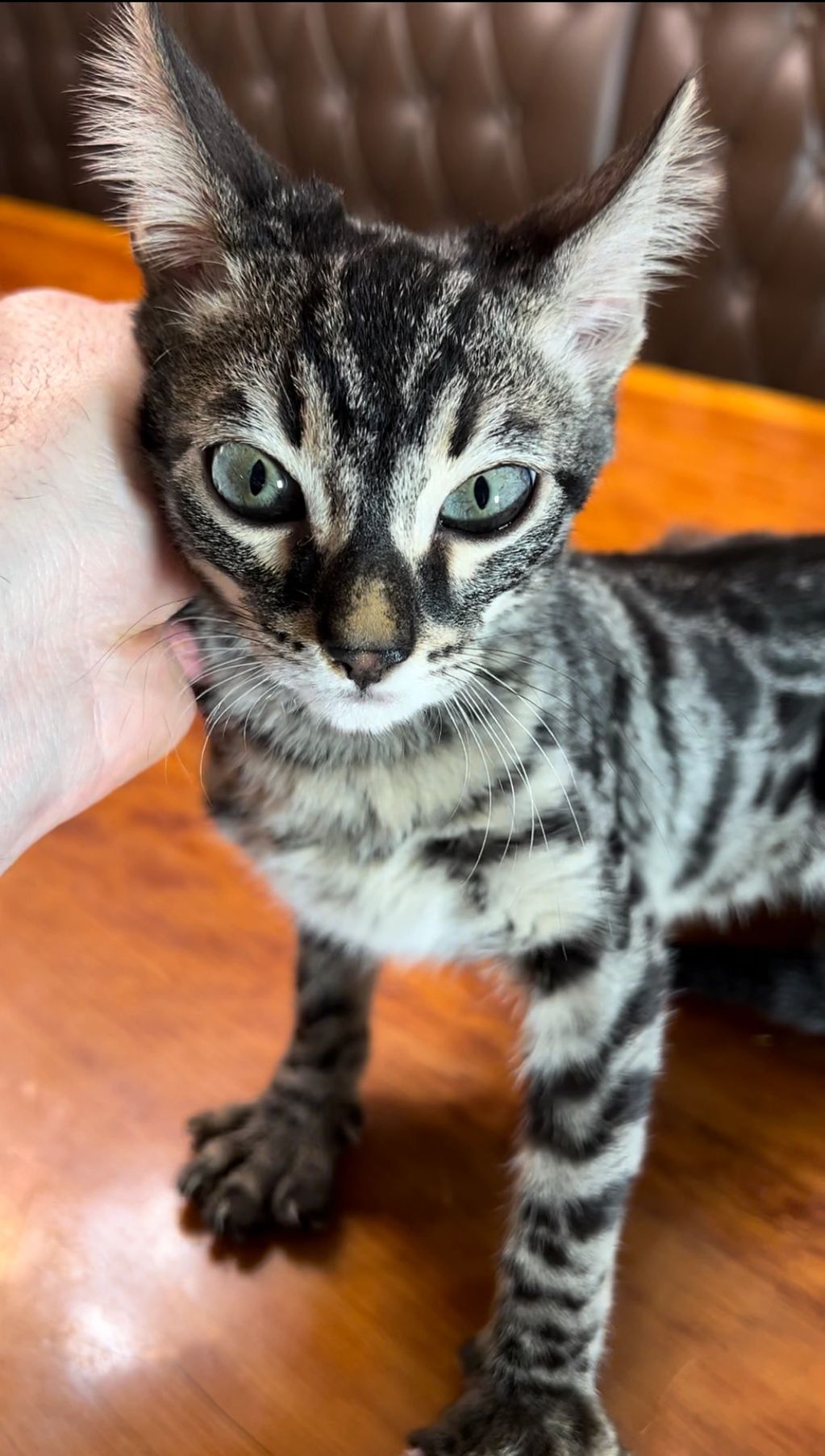 Domestic Wildcat - Savannah Bengal Chausie Serval Kitten Cub Exotic Cat Hybrid, Hybrid Kitten ...